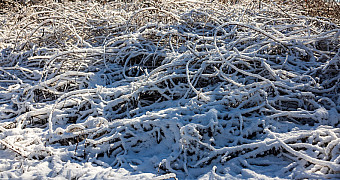 A pile of cut brush lies under fresh snow in Conference House Park, Staten Island, after a morning of service, January 2026