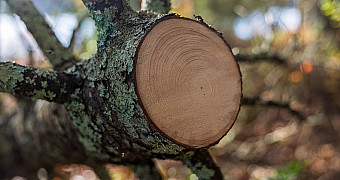 The smooth end of a limb sawn straight through, lichen on the bark, Ten Mile River Scout Camps