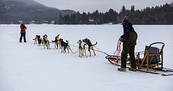 A sled dog team and its musher ready on a frozen lake in the Adirondacks, Troop 23 Brooklyn's winter weekend, January 2026