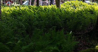 20260709-_S3A1749